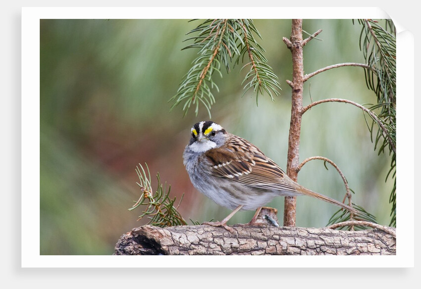 White-throated Sparrow by Anonymous