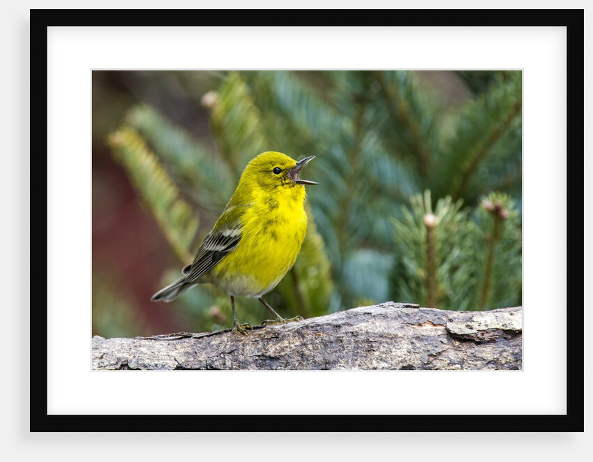 Pine Warbler by Anonymous