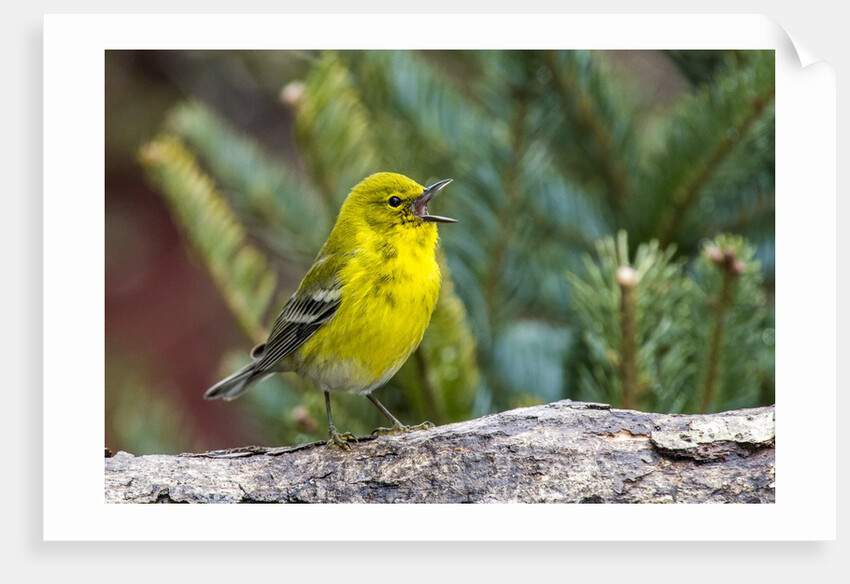 Pine Warbler by Anonymous