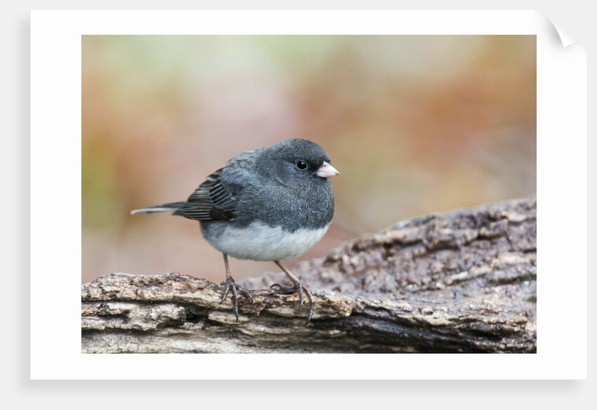 Dark-eyed Junco by Anonymous