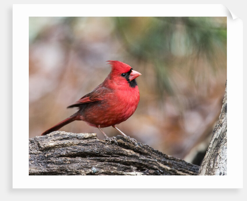 Northern Cardinal by Anonymous