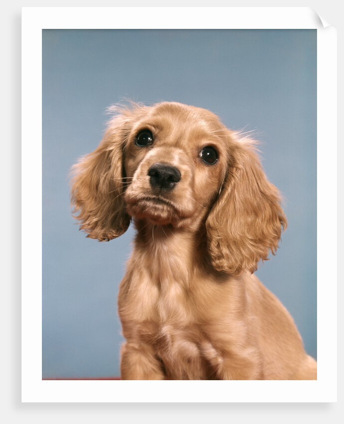 1980s Cute Cocker Spaniel Puppy Looking At Camera by Anonymous