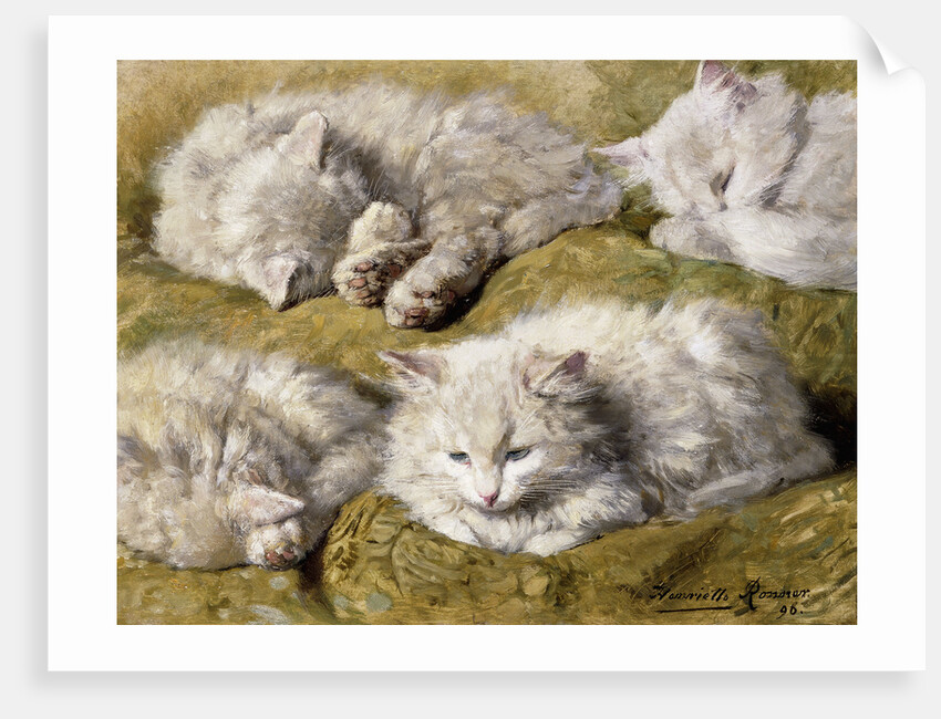 Studies of a Long-haired White Cat by Henriette Ronner-Knip