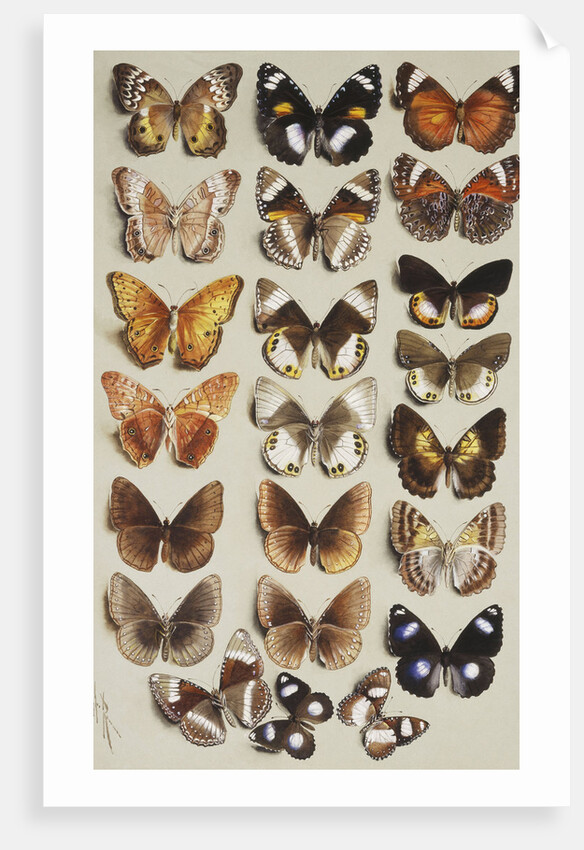 Twenty-two butterflies in three columns, all belonging to the family Nymphalidae by Marian Ellis Rowan