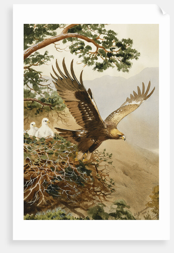Golden Eagle with Young, Aviemore by John Cyril Harrison