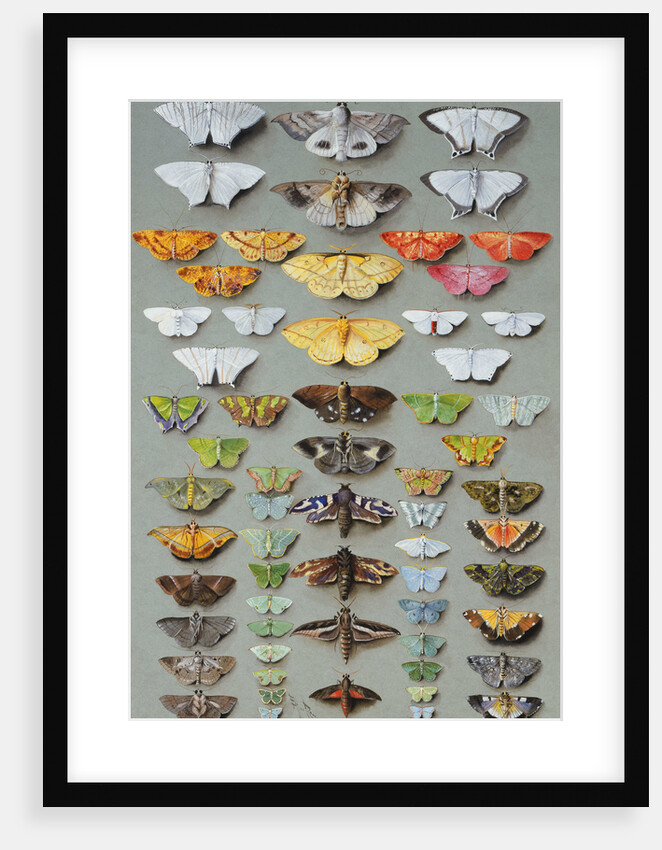 Sixty-three Moths, arranged in three or five irregular columns by Marian Ellis Rowan