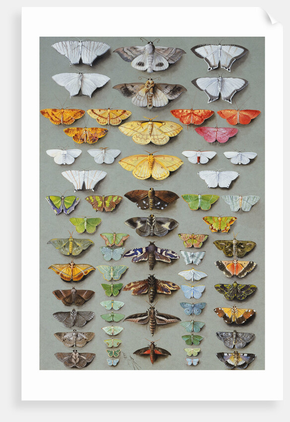 Sixty-three Moths, arranged in three or five irregular columns by Marian Ellis Rowan