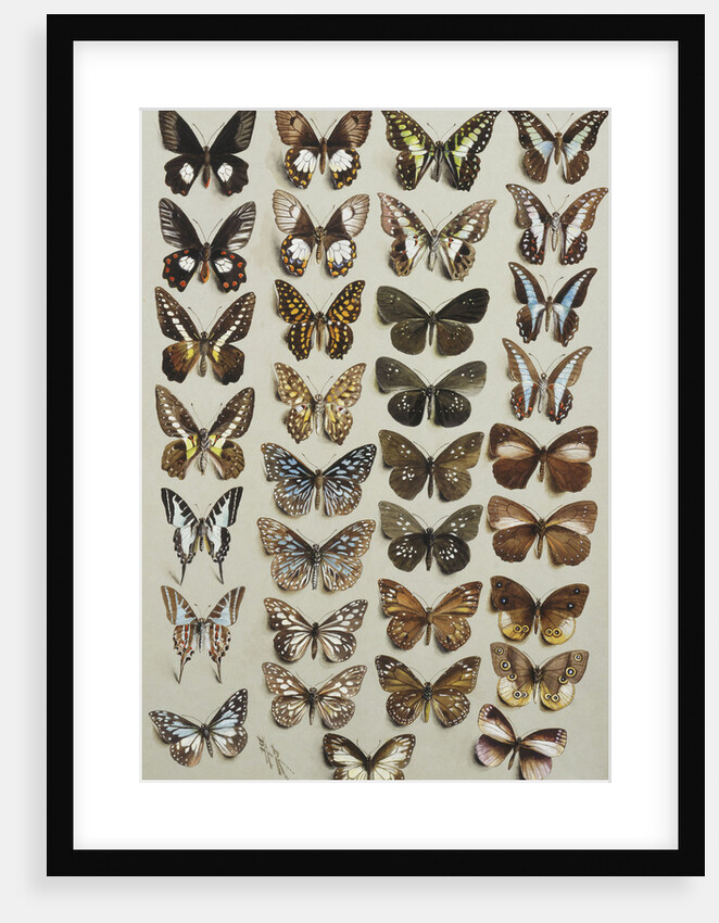 Thirty-three butterflies, in four columns, belonging to the Papilionidae and Danainae families by Marian Ellis Rowan