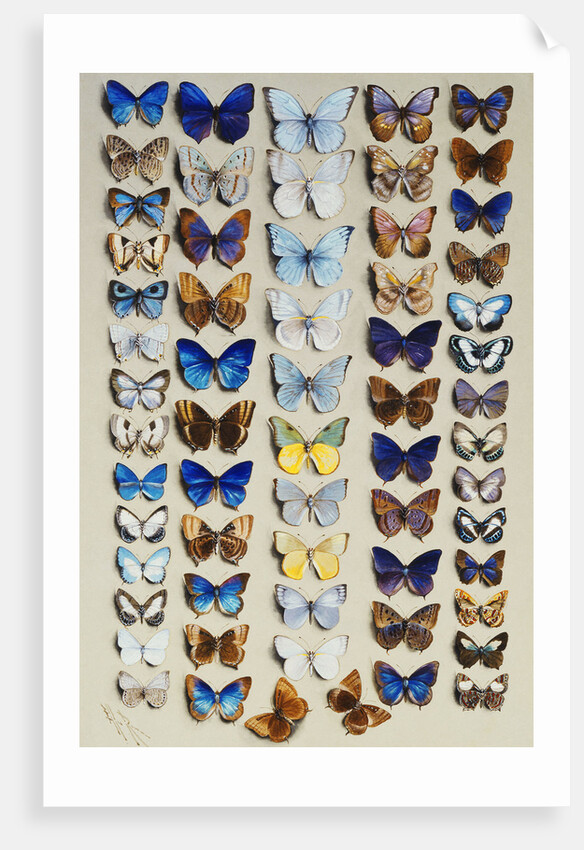 A packed plate of sixty-two butterflies, in five columns, mostly representing some of the larger members of the Lycaendidae by Marian Ellis Rowan