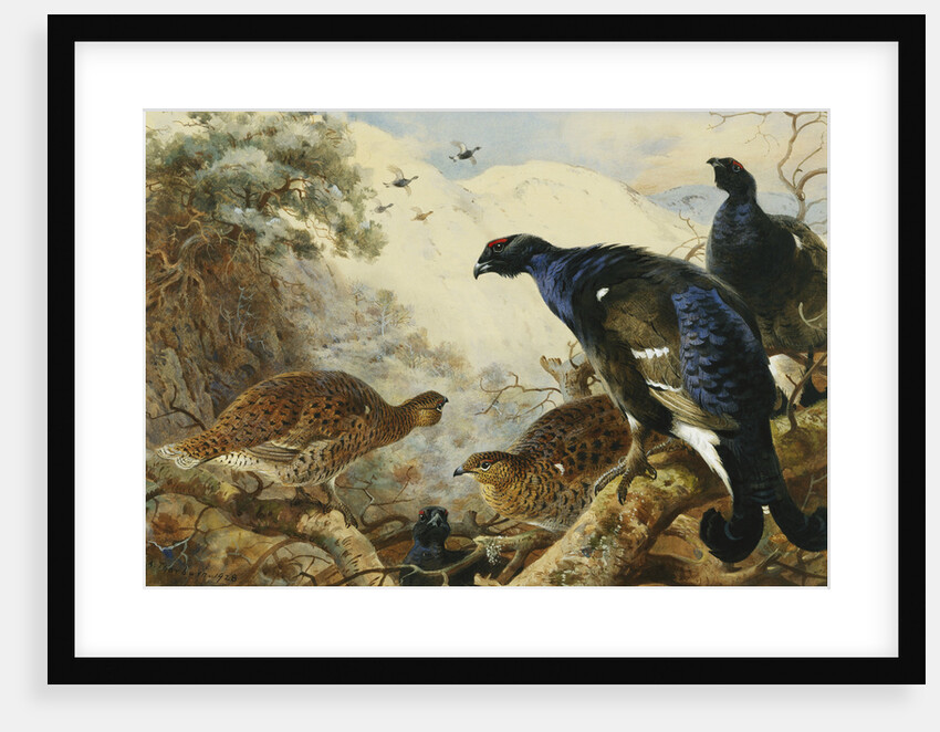 Blackgame by Archibald Thorburn