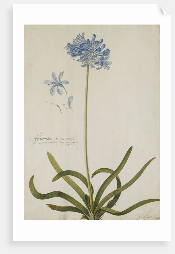 Agapanthus by Georg Dionysius Ehret