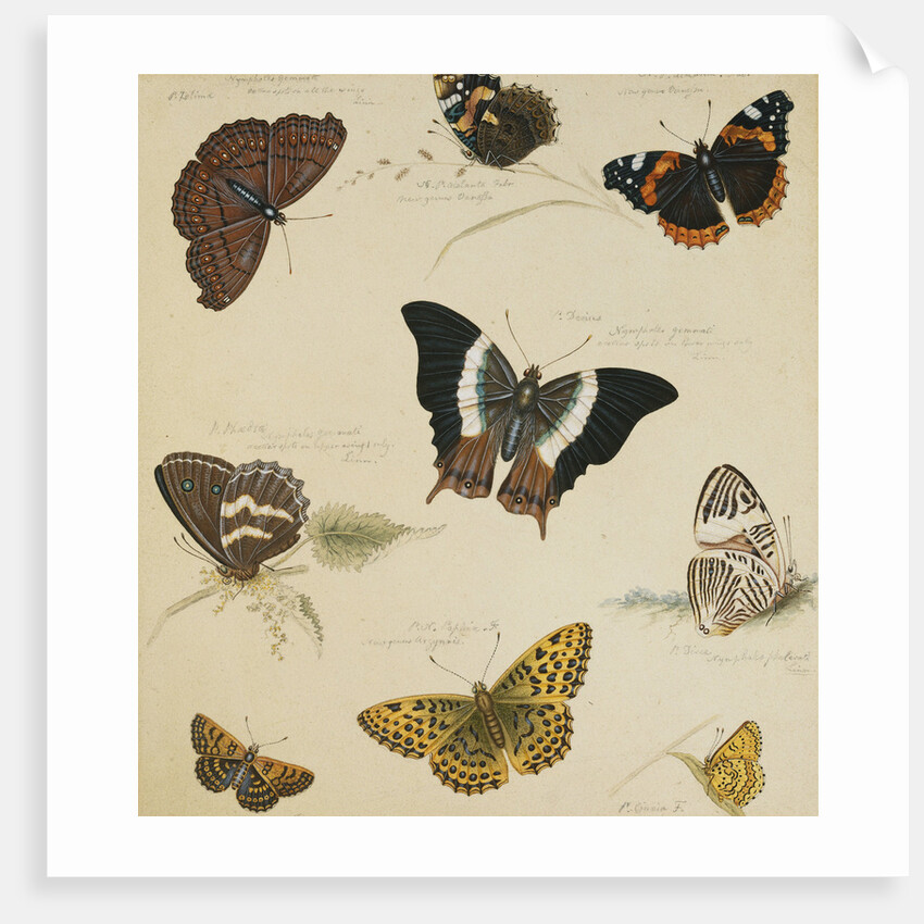 Studies of Butterflies and Insects by Sydenham Teast Edwards