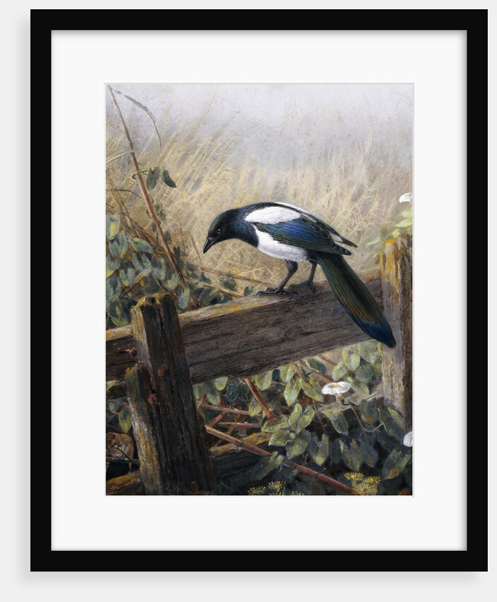 A Magpie Observing Fieldmice by Johan Gerard Keulemans