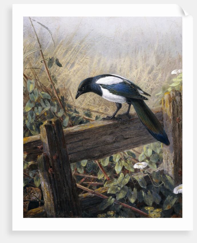 A Magpie Observing Fieldmice by Johan Gerard Keulemans