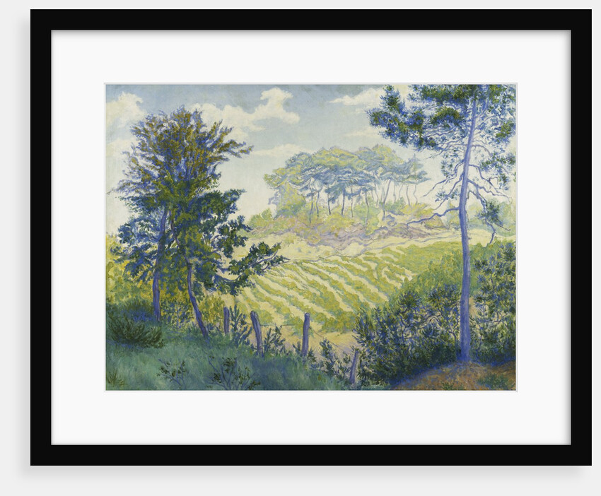 Vineyards Under the Pines by Paul Ranson