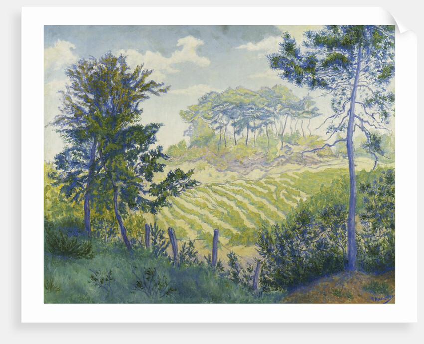 Vineyards Under the Pines by Paul Ranson