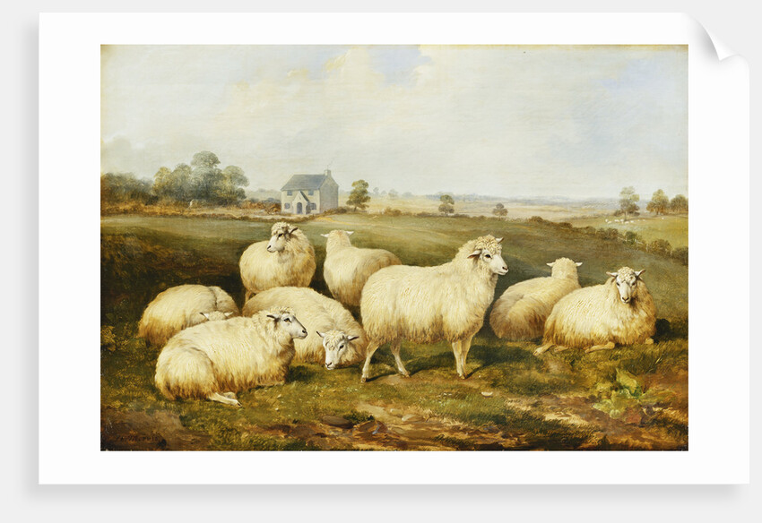 Sheep in a Meadow by James Charles Morris