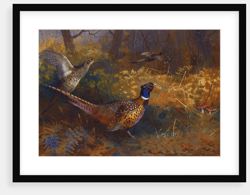 A Cock and Hen Pheasant at the Edge of a Wood by Archibald Thorburn