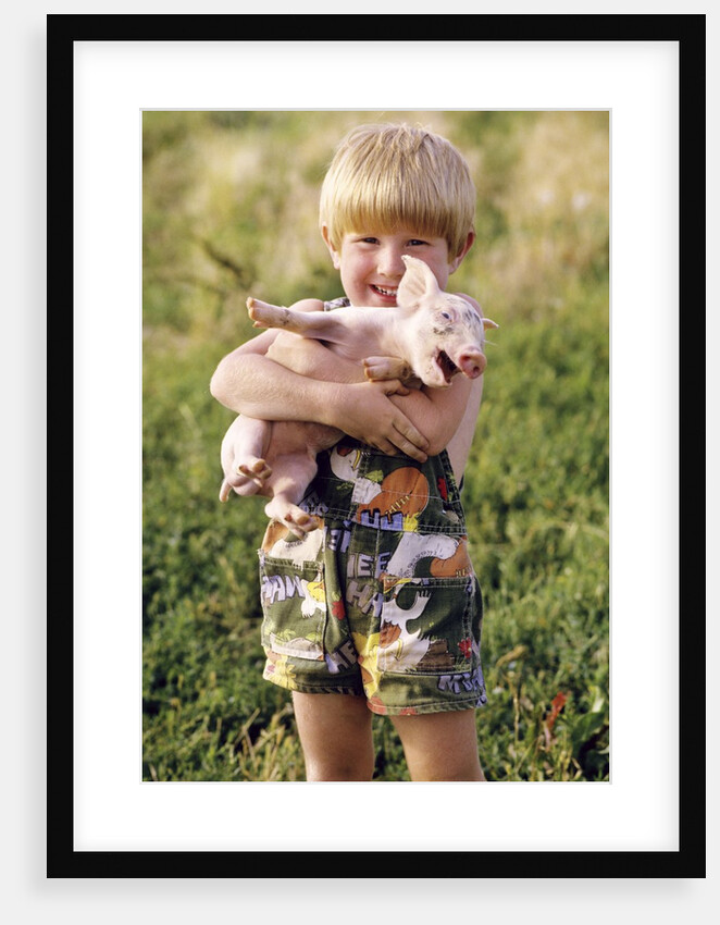 smiling Blond 4 Year Old Boy Holding Squealing Baby Pig by Anonymous