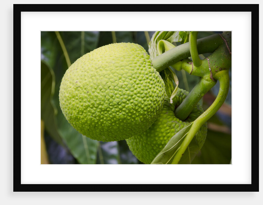 Fresh Green Breadfruit by Anonymous