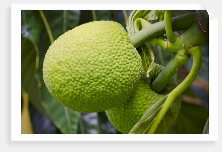 Fresh Green Breadfruit by Anonymous