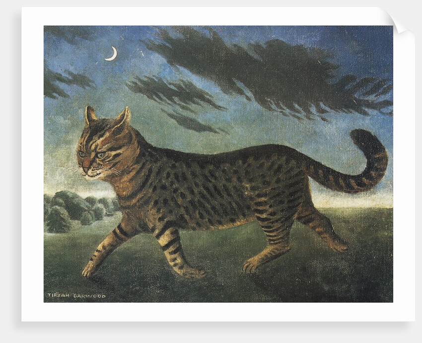 Tabby cat walking at night by Anonymous