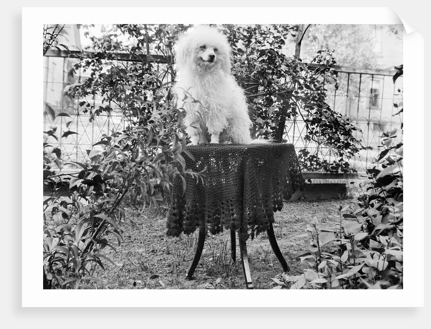 A shaggy looking dog awaits grooming on a table, ca. 1910 by Anonymous