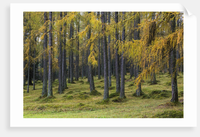 Autumn colors by Anonymous