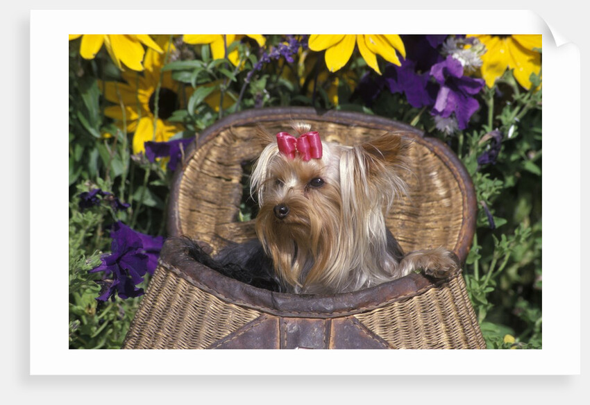 cute Yorkshire Terrier Dog With Red Ribbon In Hair Sitting In Antique Fishing Kreel Woven Wicker Basket by Anonymous