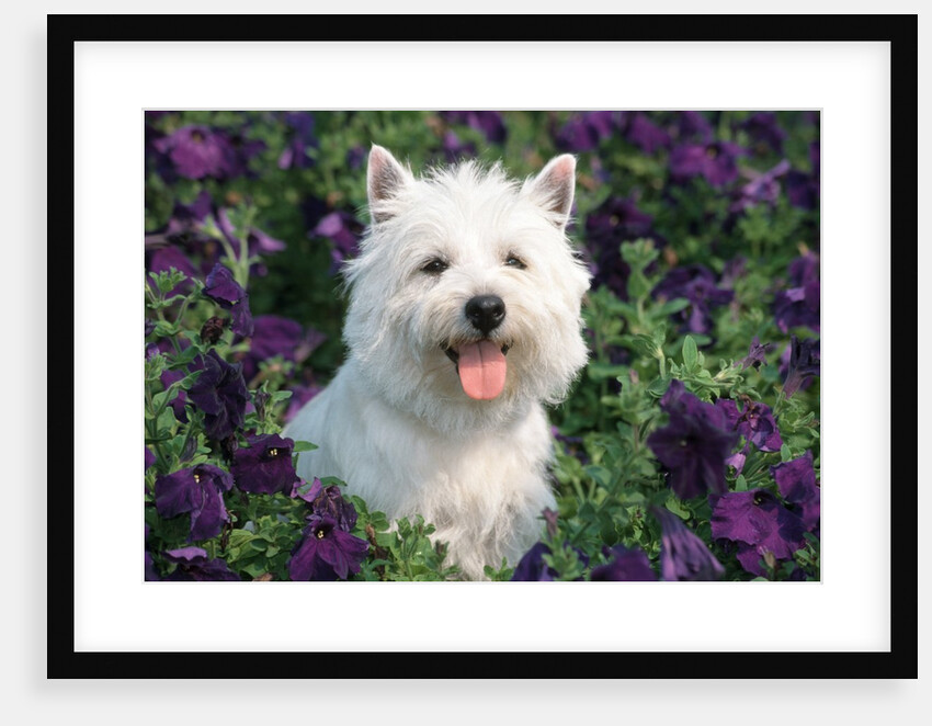 west Highland Terrier Sitting In Petunias by Anonymous