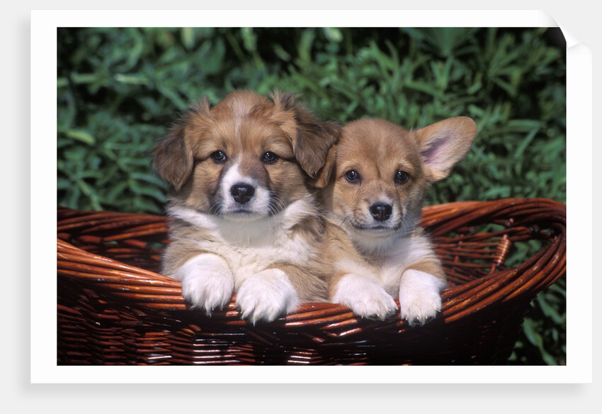 two Welsh Corgi Puppies In Basket by Anonymous