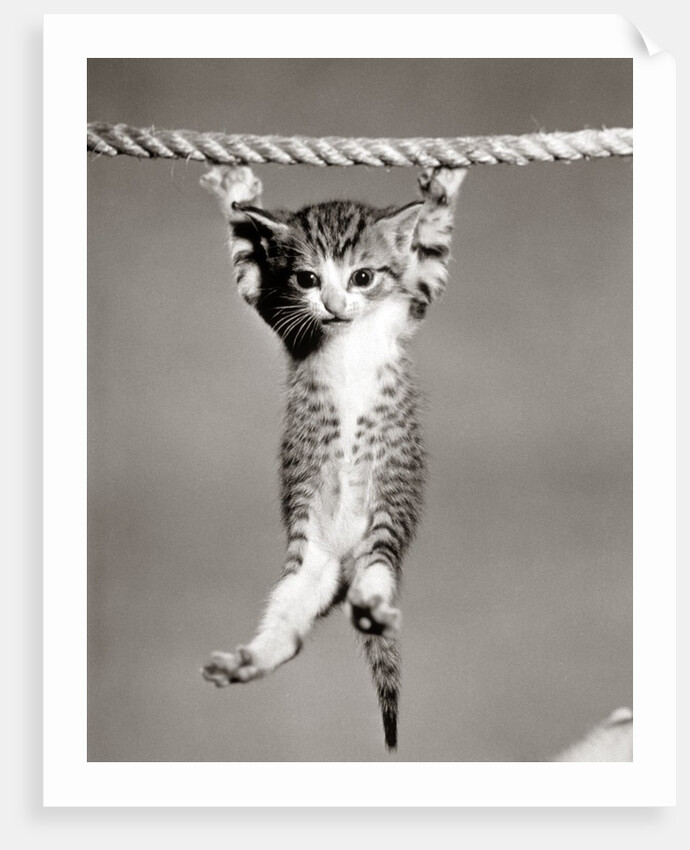 1950s Little Kitten Hanging From Rope Looking At Camera by Corbis