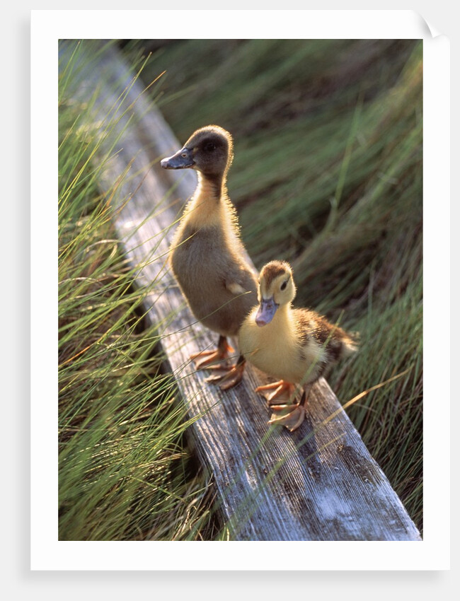two Ducklings Standing On A Log by Anonymous
