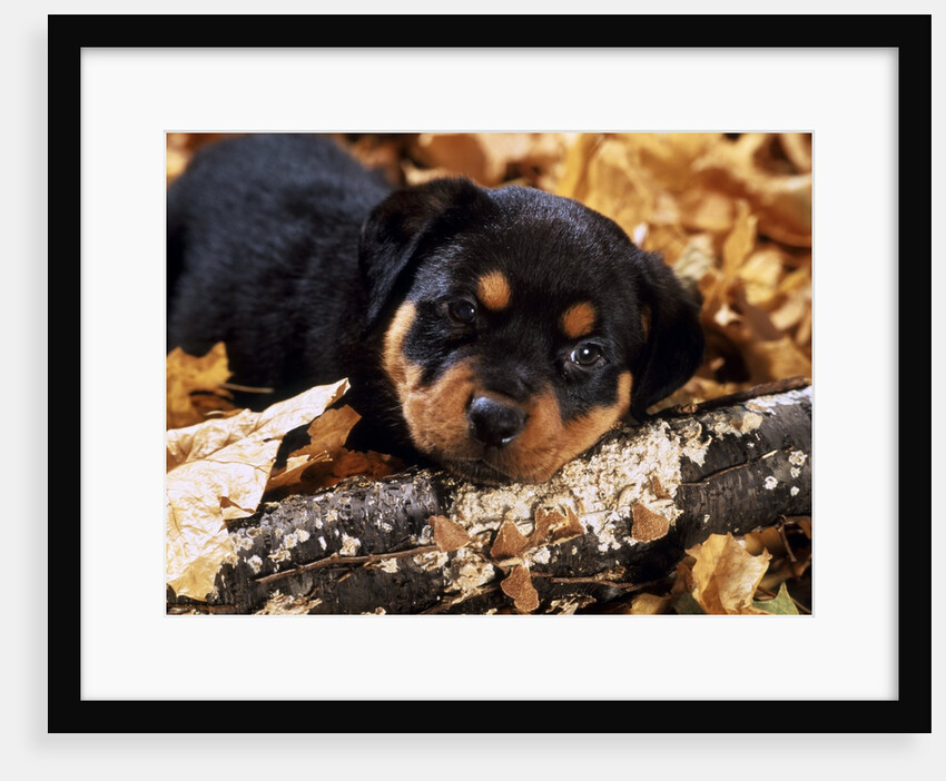 sorrowful Rottweiler Puppy Lying In Autumn Leaves Looking At Camera by Anonymous