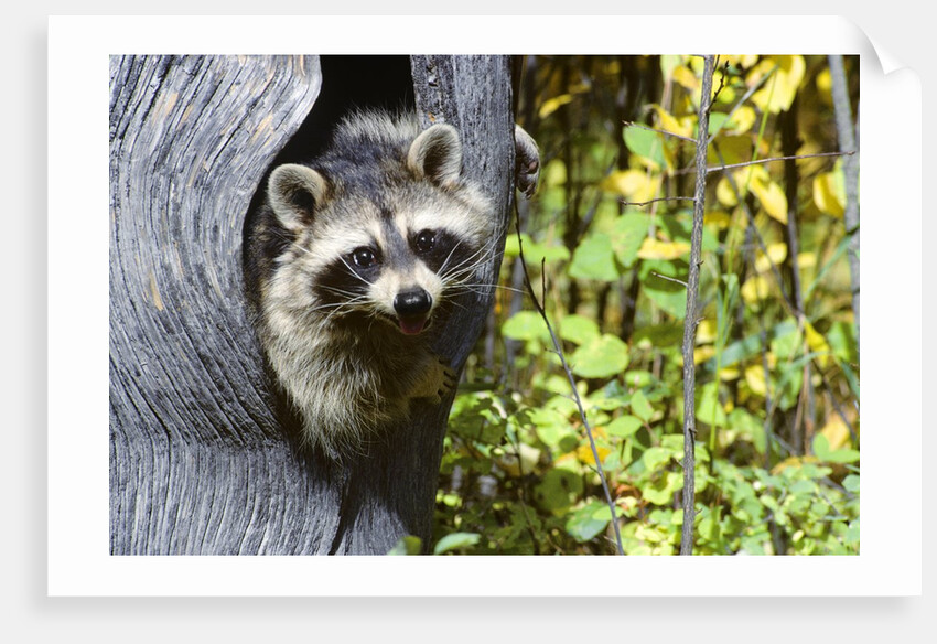 young Raccoon Procyon Lotor Looking At Camera From Hole In Tree Trunk by Anonymous