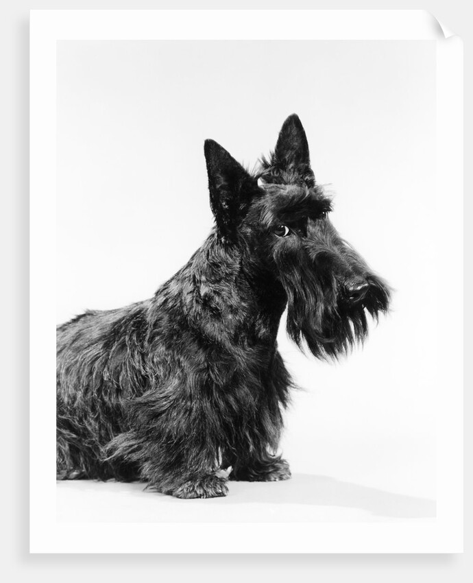 black Scottie Scottish Terrier Dog With Head Slightly Tilted Looking At Camera by Anonymous