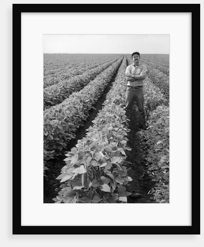 1970s Man Standing With Arms Crossed Among Rows Of Large Soybean Crop Looking At Camera by Anonymous