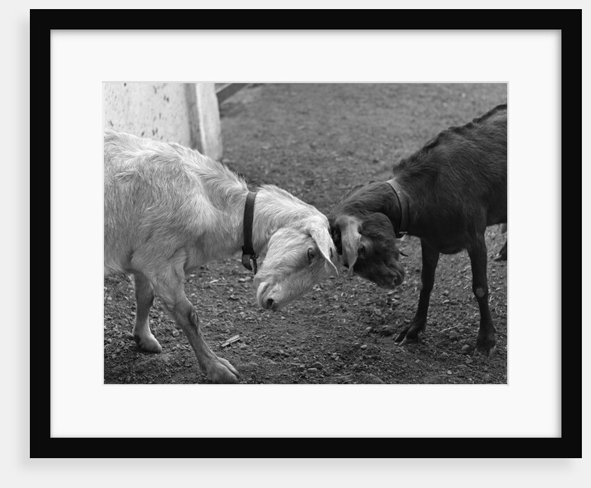 a Black & A White Goat Butting Heads by Anonymous