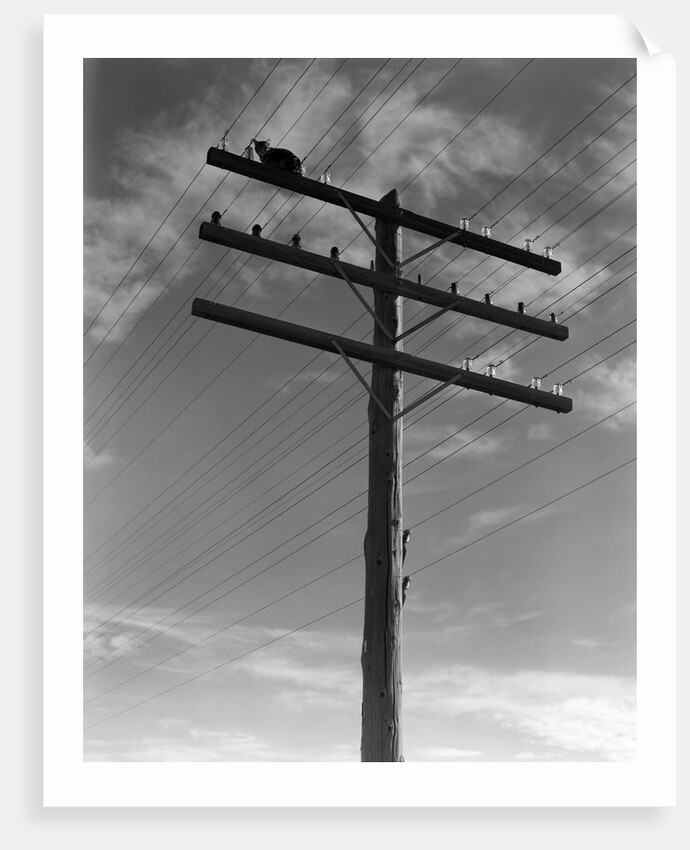 1940s Cat Sitting On A Power Line Telephone Pole Stranded Alone Outdoor by Anonymous