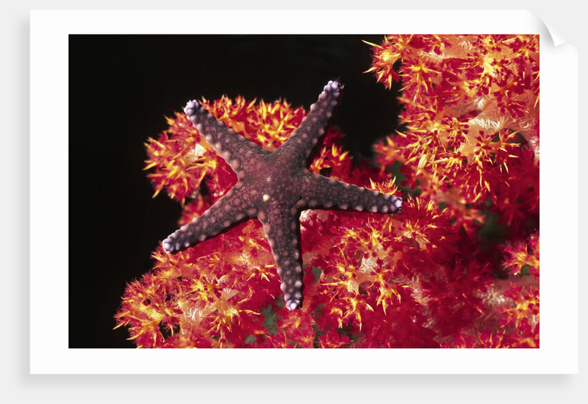 Warty Sea Star on Soft Coral by Anonymous