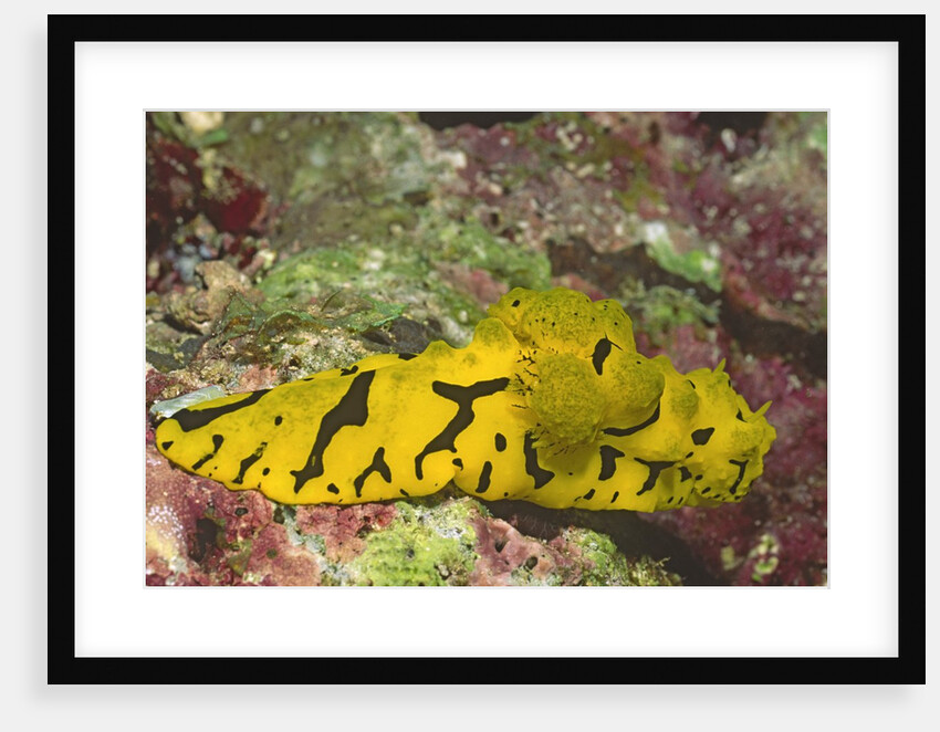 Banana Nudibranch by Anonymous