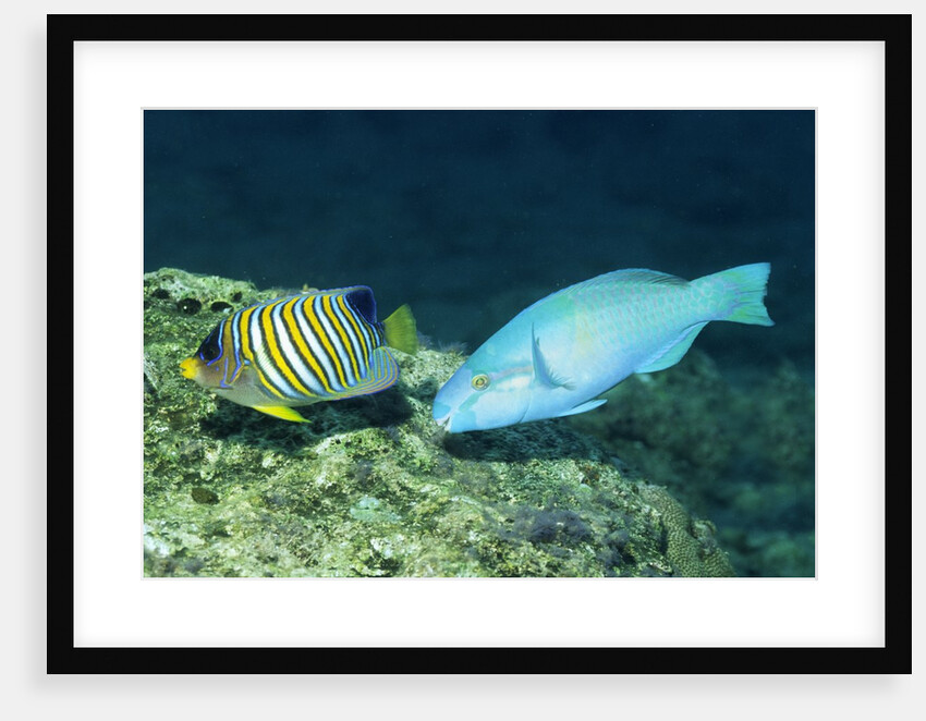 Regal Angelfish and Parrotfish by Anonymous