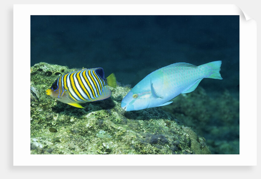 Regal Angelfish and Parrotfish by Anonymous