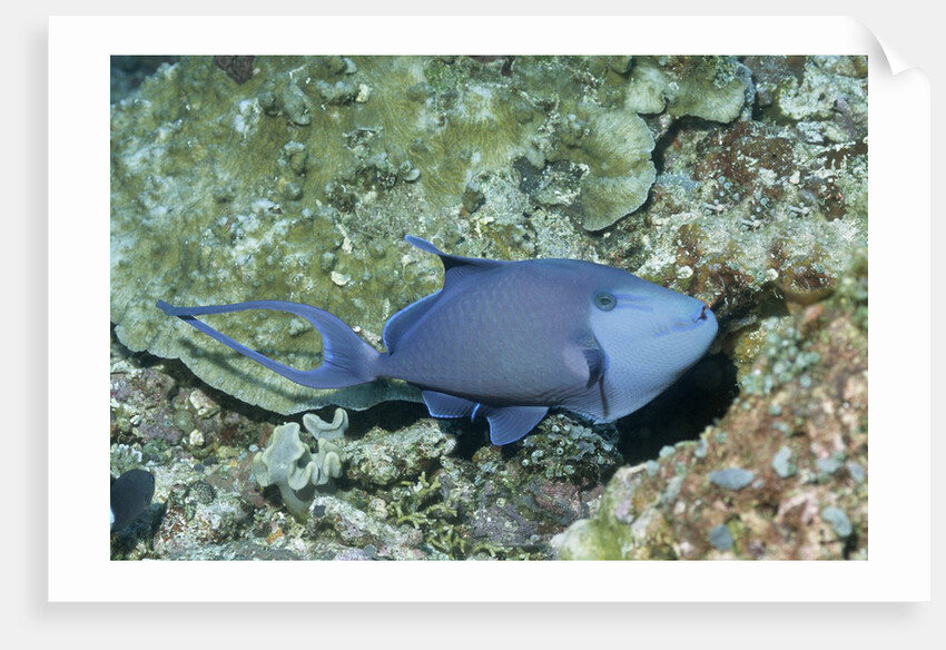 Redtooth Triggerfish by Anonymous