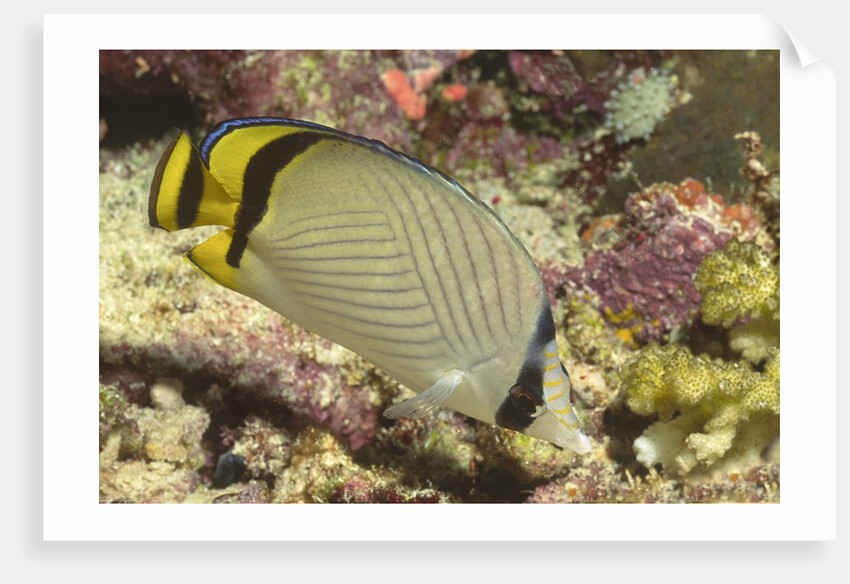 Vagabond Butterfly fish by Anonymous