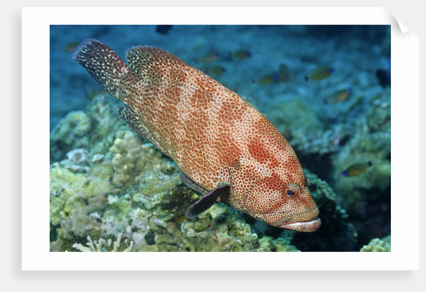 Tomato Grouper by Anonymous