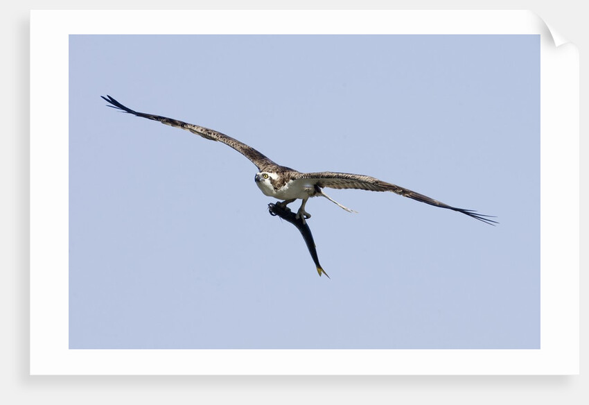 Osprey in flight with fish by Anonymous