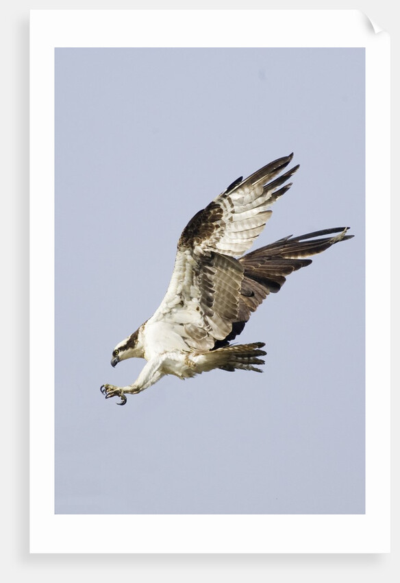 Osprey with extended talons by Anonymous