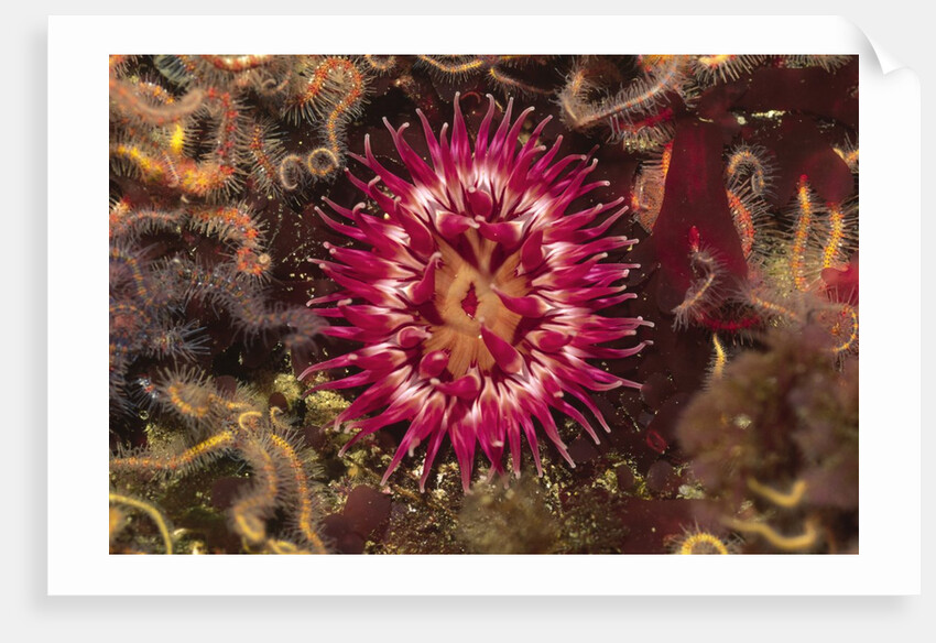 Stubby Rose Anemone by Anonymous