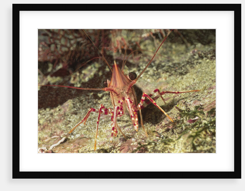 Yellow-Snouted Red Shrimp by Anonymous